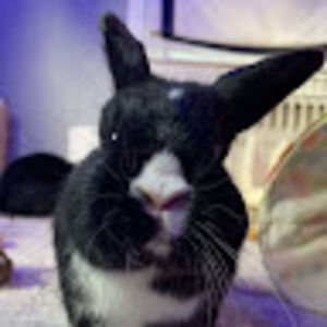 Meet your Posher, Faith